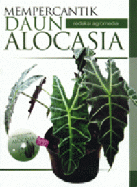 Mempercantik daun alocasia