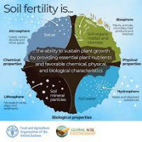 Soil : fertility and function in the environment